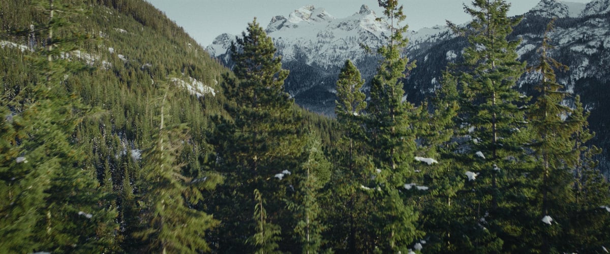  An image of towering, snow-covered trees in a picturesque mountain setting, showcasing their magnificent beauty.