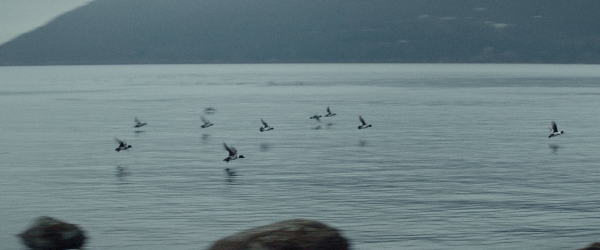 A tranquil and stunning lake, where birds are in motion, making attempts to catch fish.