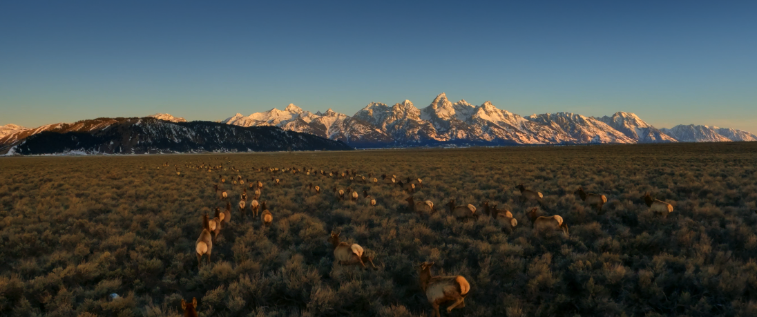 Field of buffalo with mountains with snowcaps in the background 