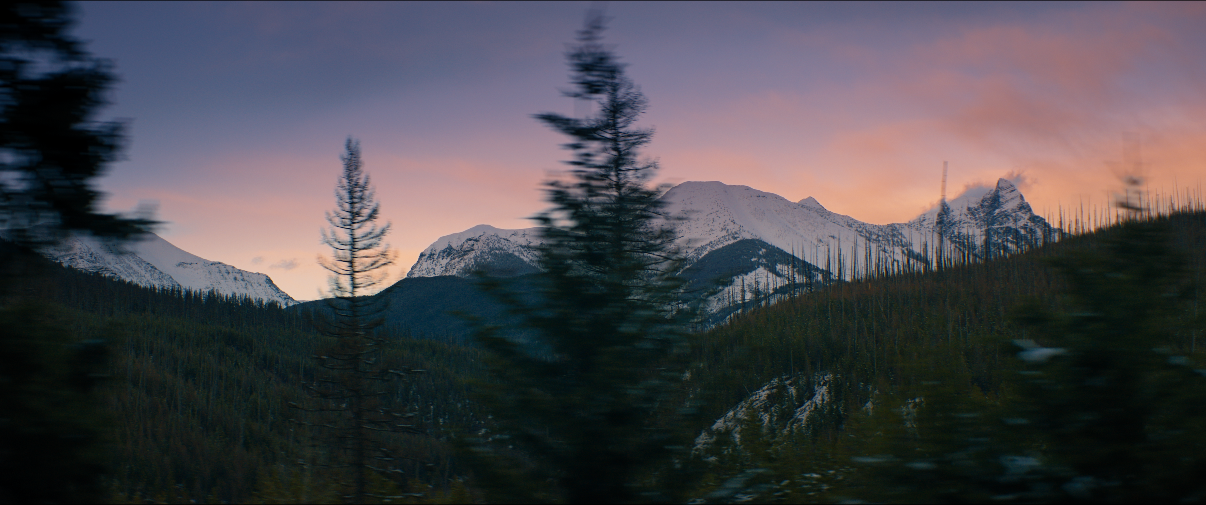 A scenery photo of mountains with snowcaps. There are pine trees in front of it. The sky is a light purple pink.