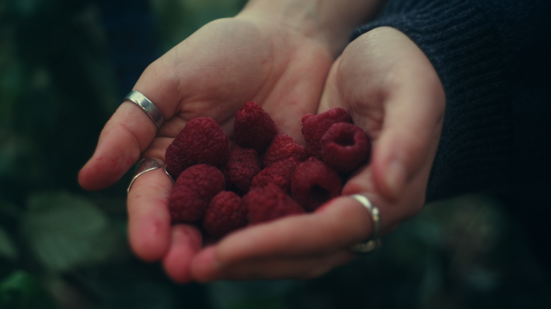 A pair of hands holds freshly picked raspberries outdoors, shot in natural light with shallow depth of field.