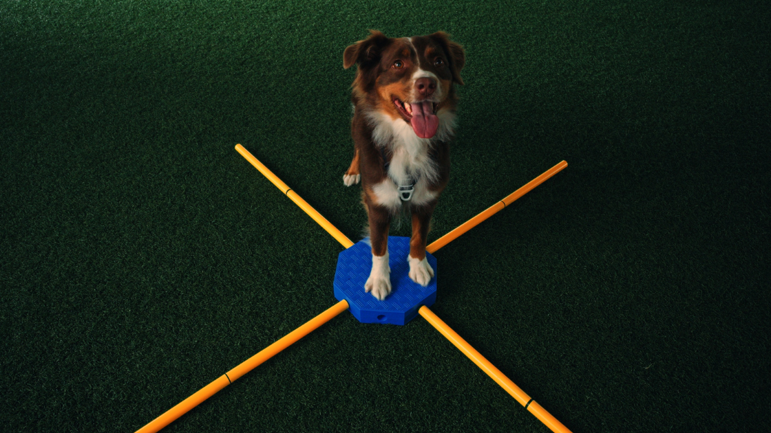 A trained dog stands on an agility platform outdoors, photographed in sharp focus during a professional dog training session.