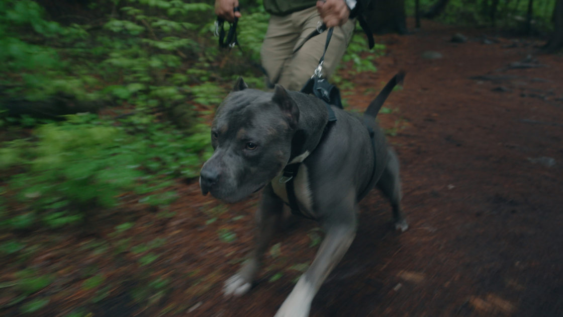 A muscular working dog runs on a leash beside a handler on a forest trail, captured in motion with cinematic depth of field.