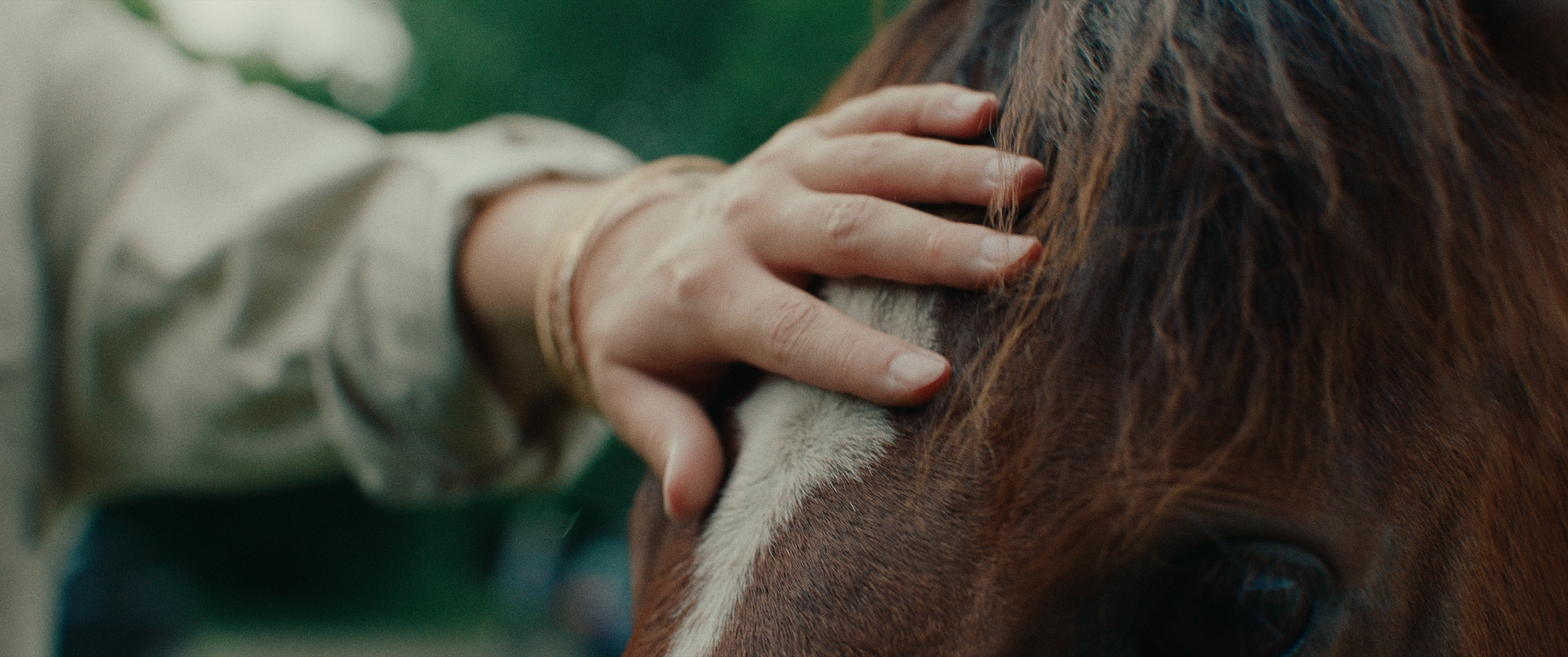 human hand rubbing horse head