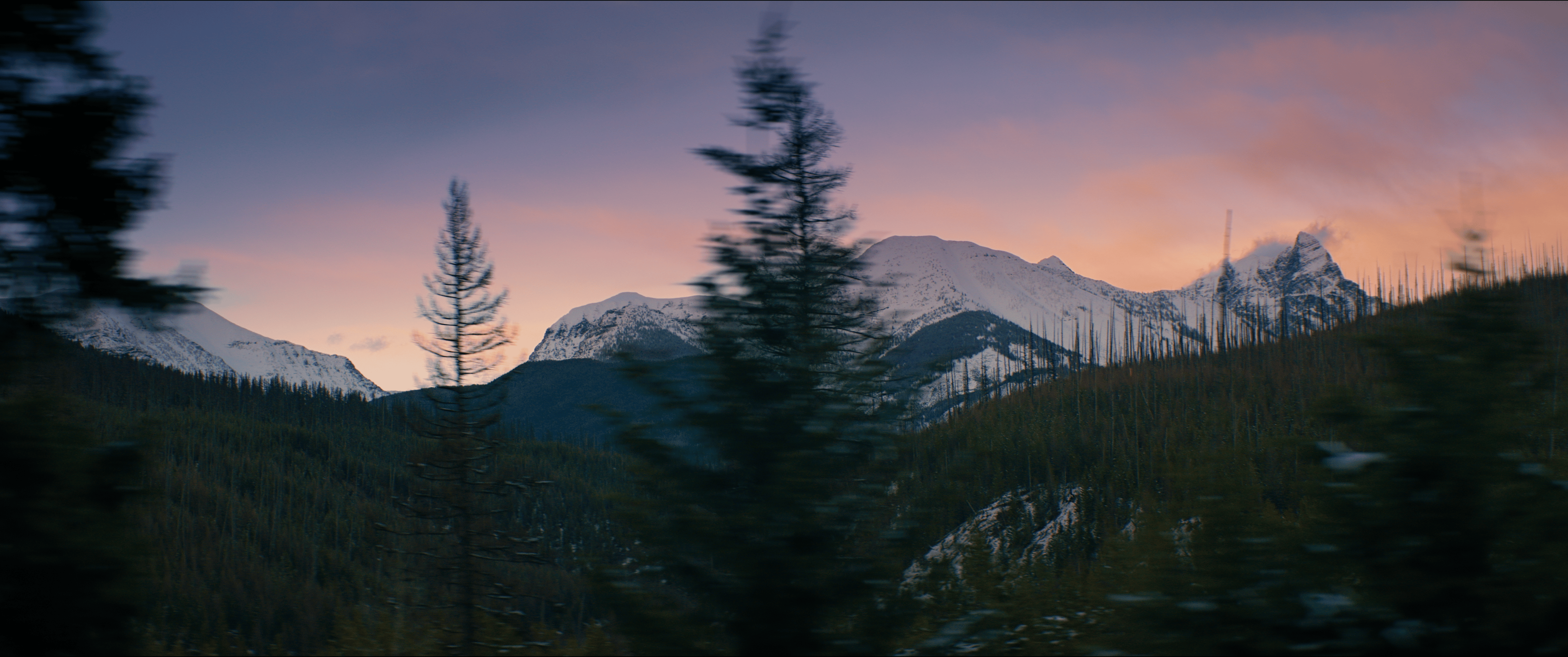 Photo of sunset with purple and pink skies. Mountains with snow in the background. Pine trees in the front.